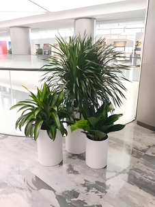 “求宁波杭州湾植物租赁？这里价格实惠超划算！验